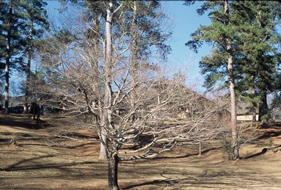 {Acer leucoderme}